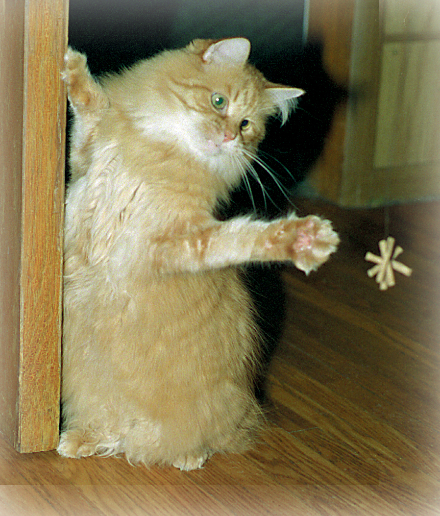 CatDancer The Original Interactive Cat & Kitten Toy 3 Styles eBay