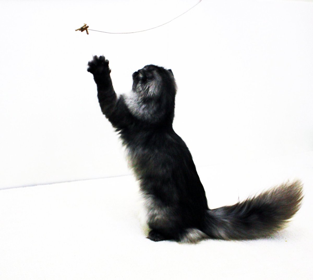 CatDancer The Original Interactive Cat & Kitten Toy 3 Styles