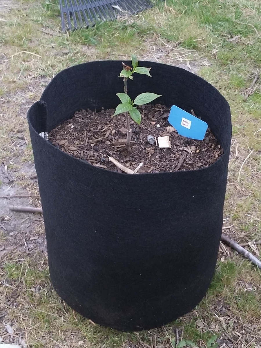Stoffwurzeltöpfe Smart Plant Grow Pot Bags Vliesstoff aus schwarzem Stoff 