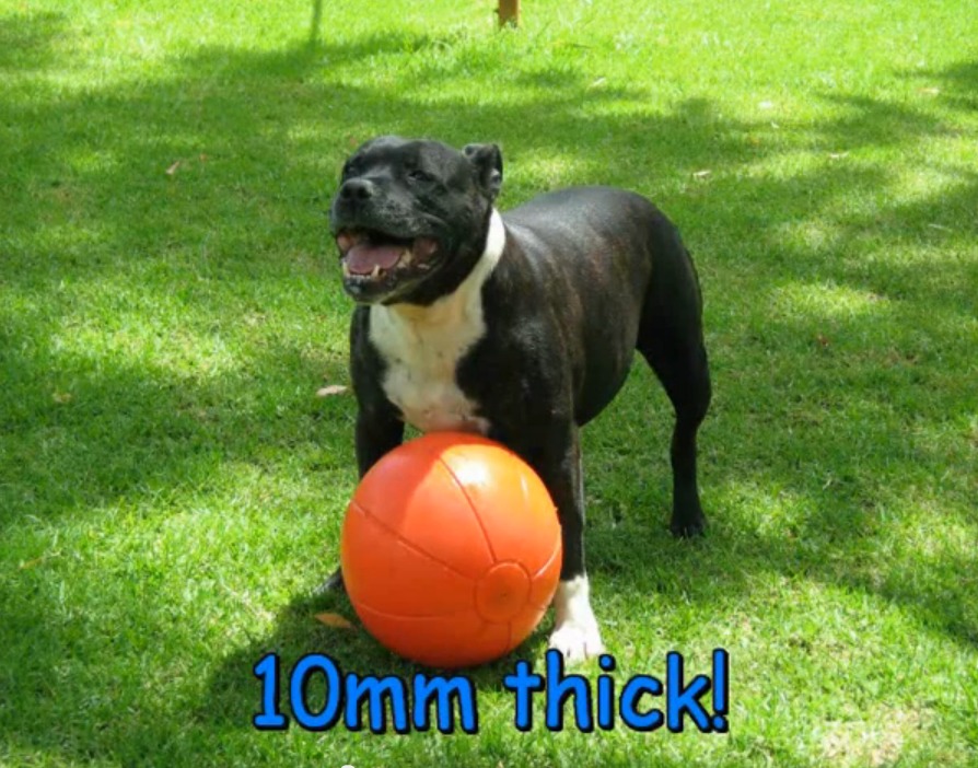aussie dog staffie ball