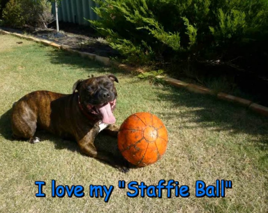 STAFFIE BALL AUSSIE DOG TOY ULTIMATE HARD WEARING BALL FOR DOGS