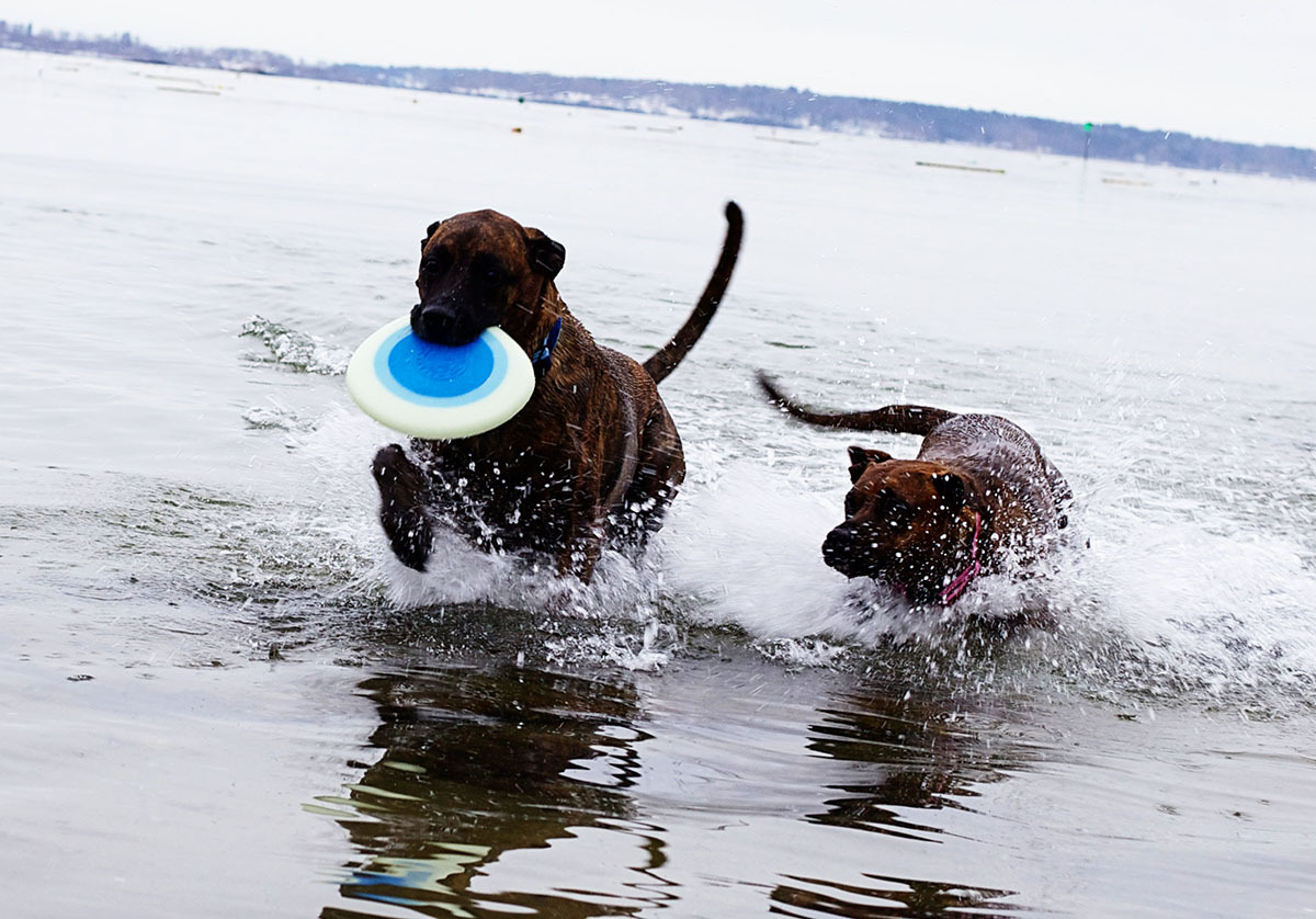 Planet dog frisbee on sale