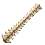 Supportive Solutions Spine Jewellery Hanger Bone - New, Handmade