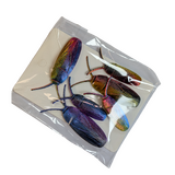 Supportive Solutions Cockroaches Magnet Set - Set Of 6 Multi-coloured - New, Handmade