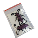 Supportive Solutions Beetles Magnet Set - Set Of 2 Multi-coloured - New, Handmade