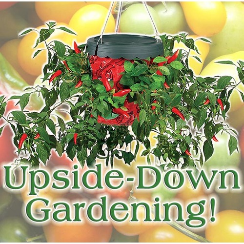 Upside Down Chilli Pepper Planter