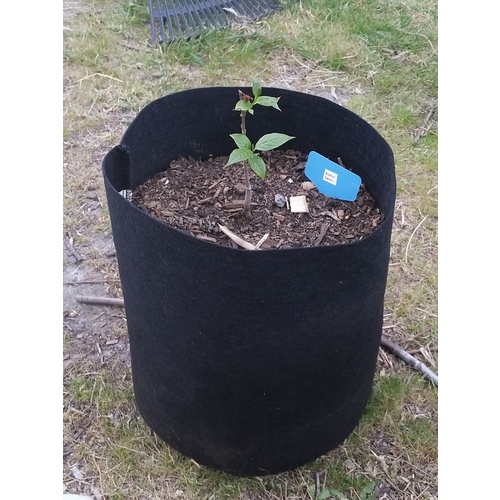Fabric Grow Pots Planter Bags - Smart Plant Root Aeration Container - Black -Various Sizes [Volume: 19 Litre]