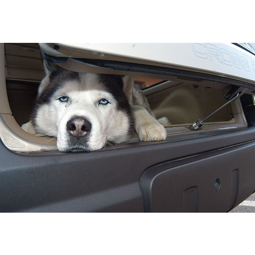 Walky Lock Car Lock - Car Containment Device for Dogs