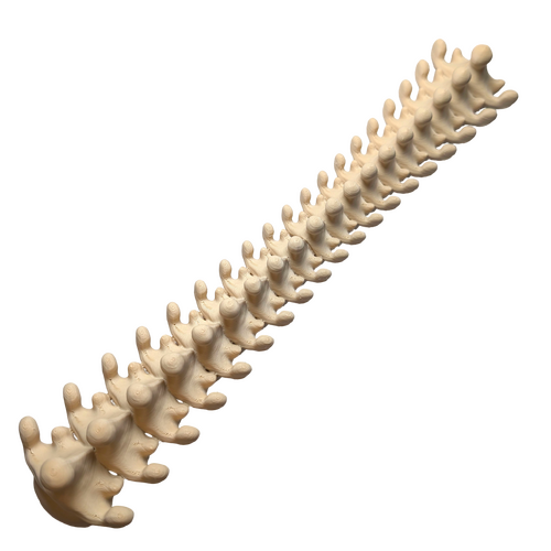 Supportive Solutions Spine Jewellery Hanger Bone - New, Handmade