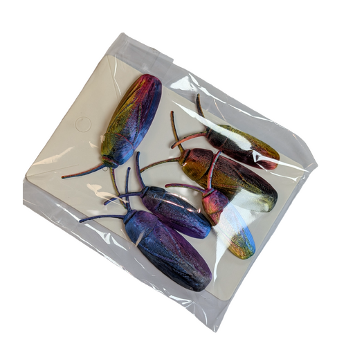 Supportive Solutions Cockroaches Magnet Set - Set Of 6 Multi-coloured - New, Handmade