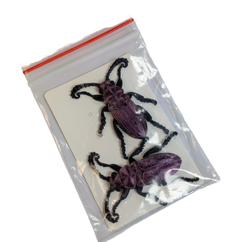 Supportive Solutions Beetles Magnet Set - Set Of 2 Multi-coloured - New, Handmade